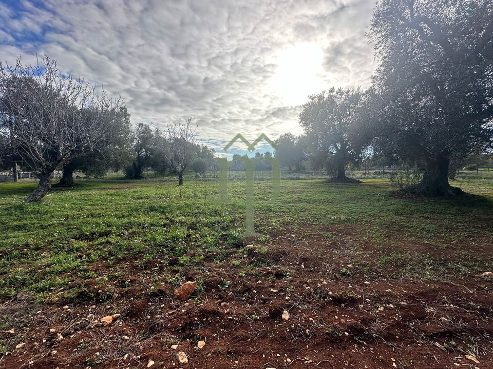 Tomt i Carovigno, Brindisi - bilde 3